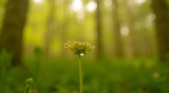 Home & Nature