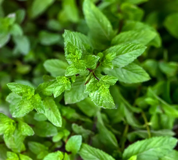 Certified Organic Spearmint Essential Oil, 10ml