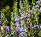 Organic Rosemary Cineole Essential Oil, 10ml