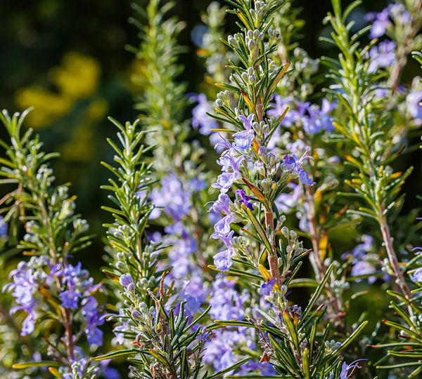 Organic Rosemary Cineole Essential Oil, 10ml