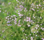 Organic thyme thymol essential oil, 5ml