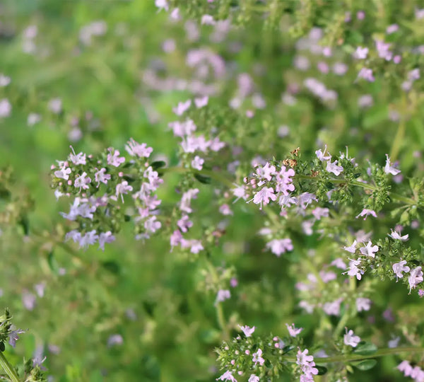 Organic thyme thymol essential oil, 5ml