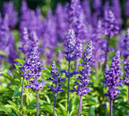 Organic Lavender essential oil