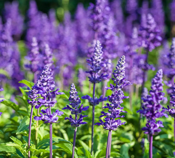 Organic Lavender essential oil