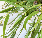 Organic Eucalyptus radiata essential oil, 10ml