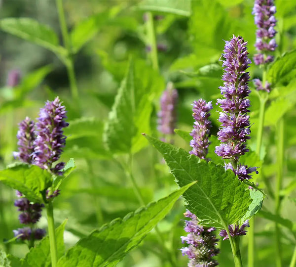 Organic Patchouli Essential Oil, 5ml