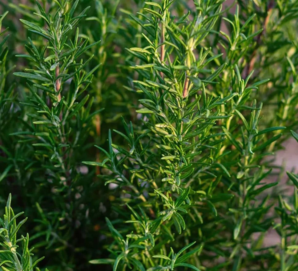 Organic Rosemary camphor essential oil, 10ml