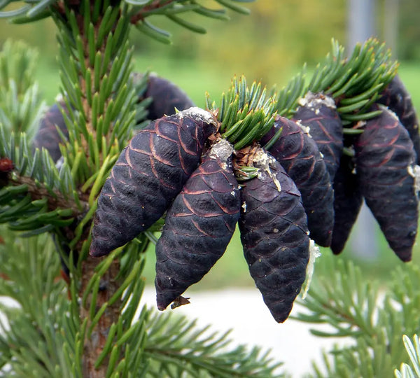 Organic Black Spruce Essential Oil, 5ml