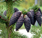 Organic Black Spruce Essential Oil, 5ml